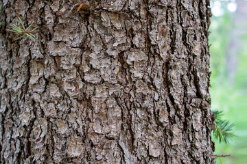 Bark of tree. Close up. Bark texture