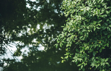 Tree branches with green foliage over lake water, top view, nature background.