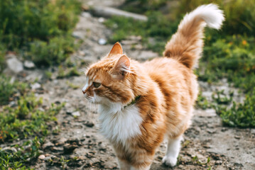 Fototapeta na wymiar Orange cat with white spots walks along the paths with green grass.