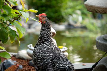 Penny the Barred Rock Chicken in Zen Garden Eating from Pear Tree at Pond in Back Yard Oasis Urban Ranch