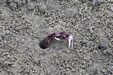 A fiddler grab, Uca tangeri, on a mudflat