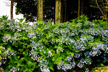 Obraz premium 大神の紫陽花