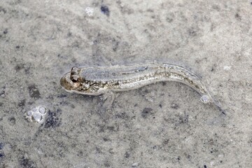 An Atlantic mudskipper, Periophthalmus barbarous, on a mudflat