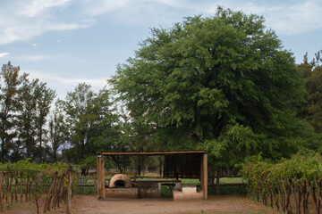 Rural scenic. Agriculture. View of the vineyard, trees and grill area with a traditional clay oven. 