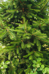 The texture, background of a green conifer with large and long needles. Garden spruce close-up.