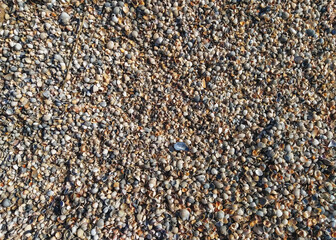 The texture of small, different sized multi-colored sea shells mixed with gray sand. Photograph, top view.