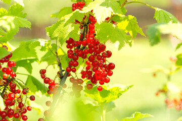 Branch of red ripe currant in the garden. Summer berries growth.