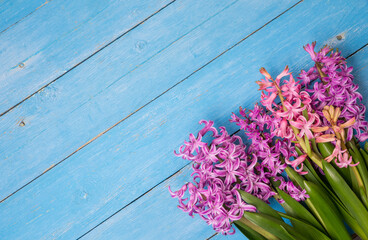 Purple and pink hyocinths on a wooden plank background. Top view.
