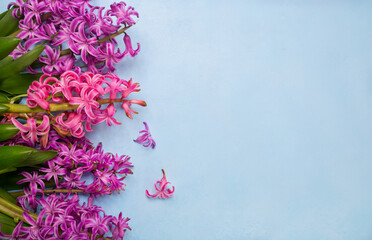 Purple and pink hyacinths on a blue background as a texture, backdrop. Idea, concept of congratulations, top view
