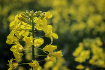 Closeup Macro Photo Of Yellow Rapeseed Flowering