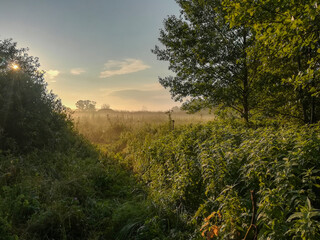 Beautiful landscape in the early summer morning on the river bank, with grass, trees and cobwebs