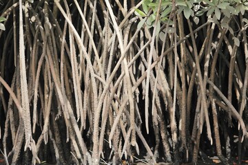Roots of white mangrove shrubs, Laguncularia racemosa