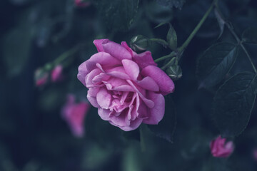 Pink rose close up macro photo. Beautiful rose in the fog garden. Floral abstract background