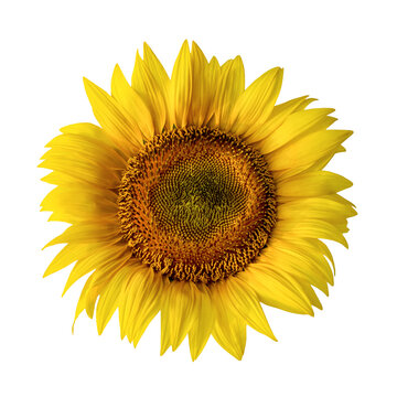 Sunflower flower isolated on white background close-up