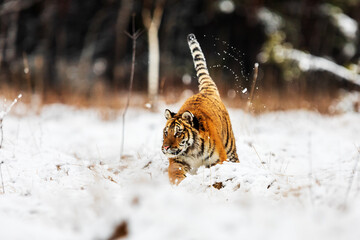 Siberian tiger (Panthera tigris tigris) running through a snowy landscape