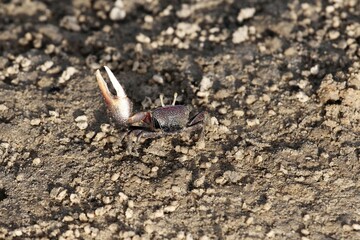 A fiddler grab, Uca tangeri, on a mudflat