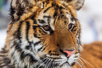 Siberian tiger (Panthera tigris tigris) portrait close up