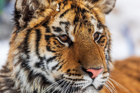 Siberian tiger (Panthera tigris tigris) portrait close up