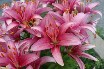 Fototapeta premium summer pink lilies in bloom