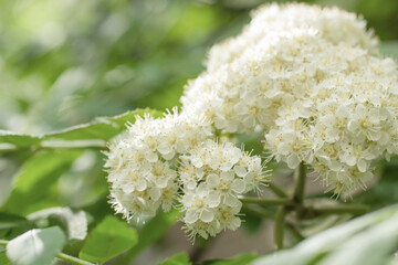 Sorbus aucuparia - Flowers rowan. lowering rowan in spring time. White flowers of the rowan tree