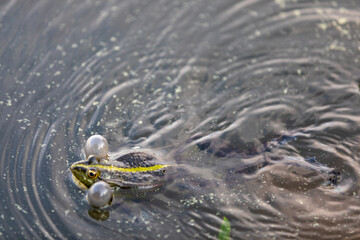 Green frog swims in the water in a swamp. Croaks loudly, blowing bubbles. Courtship games. Nature and fauna in the summer.