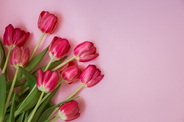 Red tulips on a pink background. Idea, concept, top view.
