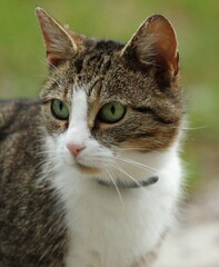 close up of cat © gelu