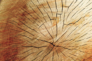 Old wooden tree cut surface. Detailed warm dark brown tones of a felled tree trunk or stump. Rough organic texture of tree rings with close up of end grain.