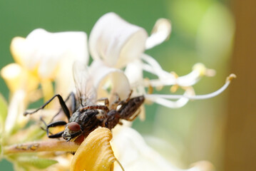 a jumping spider sits on a flower in the garden with a hunted housefly