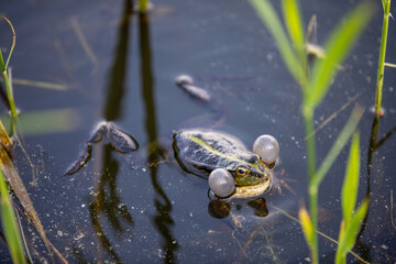 Green frog swims in the water in a swamp. Croaks loudly, blowing bubbles. Courtship games. Nature and fauna in the summer.