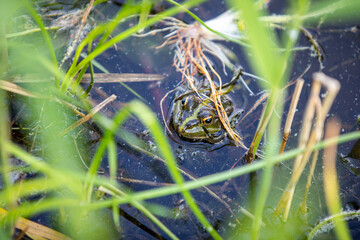 Green frog swims in the water in a swamp. Croaks loudly, blowing bubbles. Courtship games. Nature and fauna in the summer.