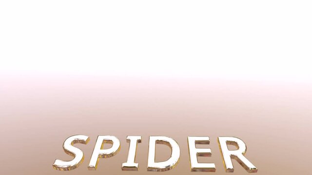 spider video animation ready for your professional work projects