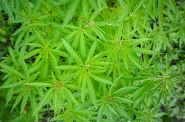 The concept of Indoor grow marijuana. marijuana for recreational purposes. Cannabis texture