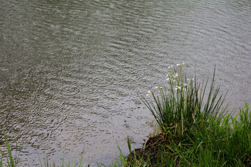 Flowers and grass on a gray lake in the rain