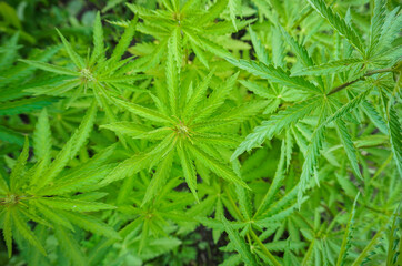 The concept of Indoor grow marijuana. marijuana for recreational purposes. Cannabis texture