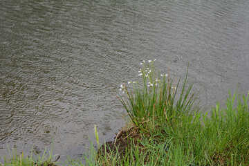Flowers and green grass on a lake in the rain