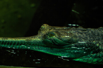 gavial crocodile under water in aquarium