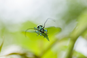 ラミーカミキリ　Paraglenea fortunei