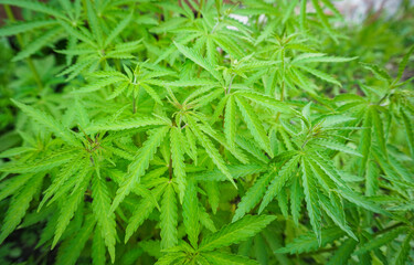 The concept of Indoor grow marijuana. marijuana for recreational purposes. Cannabis texture