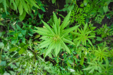 The concept of Indoor grow marijuana. marijuana for recreational purposes. Cannabis texture