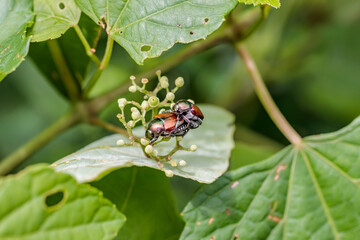 コガネムシ（ツガイ）Scarab beetle(pair)