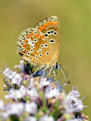 Fototapeta na wymiar Macro butterfly (Satyrium) feeding on flower seen from profile
