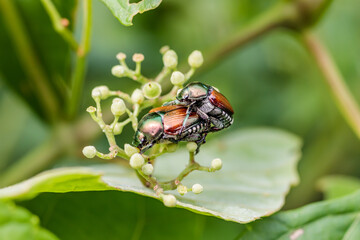コガネムシ（ツガイ）Scarab beetle(pair)