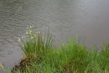 Flowers and grass on a lake in the rain