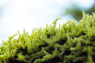 マゴケ　 moss