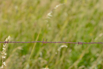 Old rusted barbed wire in nature