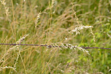 Old rusted barbed wire in nature