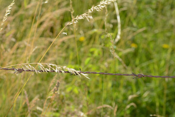 Old rusted barbed wire  with tall grass