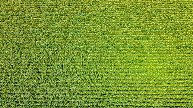 A cinematic descending to a field of sunflowers while slowly tilting the camera up, revealing the beauty and size field of the field itself, cars passing, a bee flying