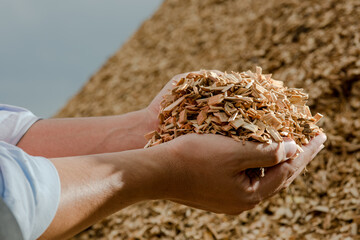 Hands holding wooden chips from eucalyptus trees as fuel for clean energy - obrazy, fototapety, plakaty